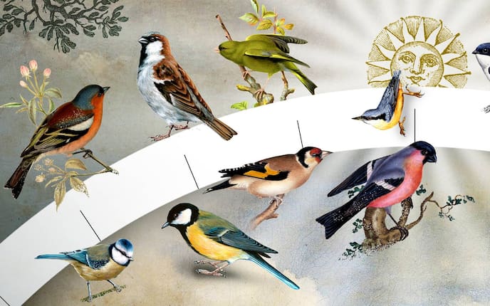 Vogeluhr, Singvögel, Illustration Vögel