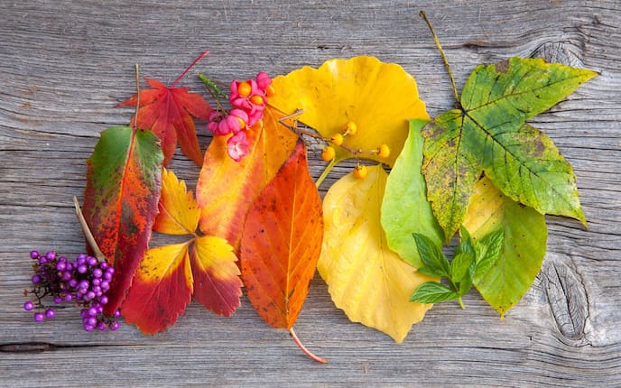 Bunte Herbstblätter, Herbst, Blätter, Quiz, Servus