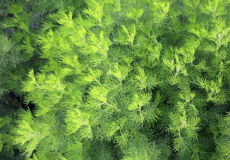 Colakraut (Eberaute) wächt üppig im Garten, Rezept Colakraut-Sirup