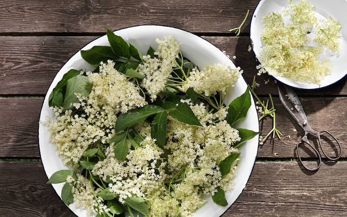 Holunderblüten in einer Schale, Rezepte mit Holunder