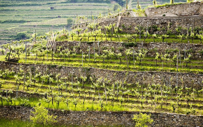 Weisse Trauben (BIld: Michael Reidinger)