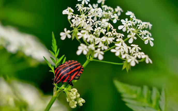 Blüten mit Käfer