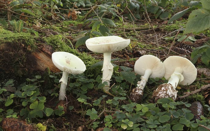 Giftige Pilze, weißer Knollenblätterpilz