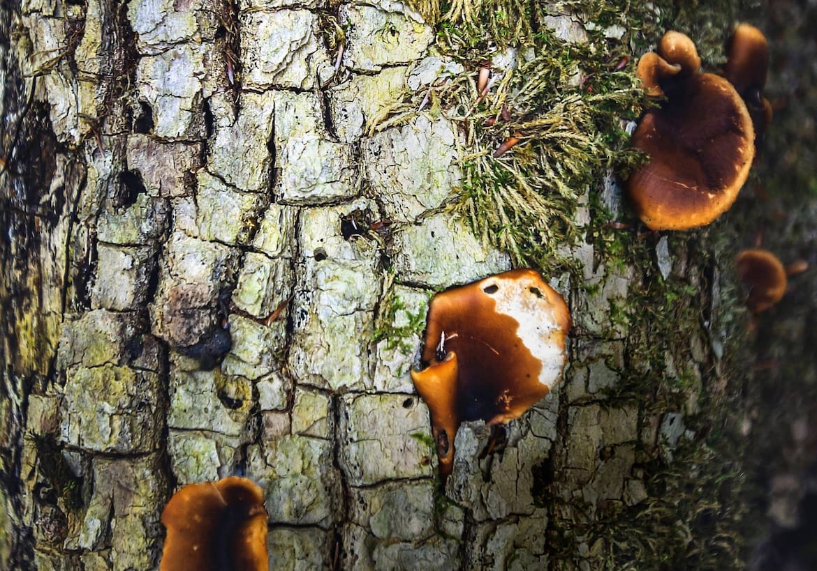 Nahaufnahme eines Baumstamms mit Baumschwamm im Wald.