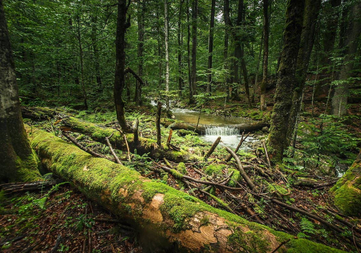 Naturlandschaft im Wildnisgebiet Dürrenstein mit dem Rothwald