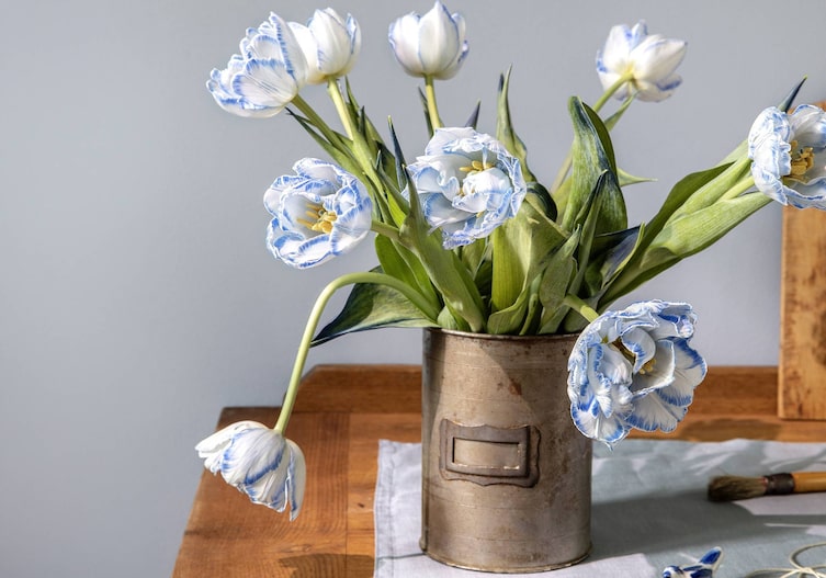 Blaugefärbte Tulpen, Servus