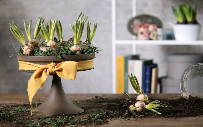 Frühlingsgesteck, Gesteck, Blumenzwiebeln, Frühling, Deko