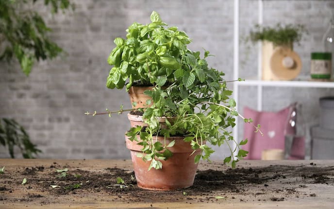 Kräuterturm, Garten, Tontöpfe, Tontopf, Basilikum, Minze, Liebstöckel