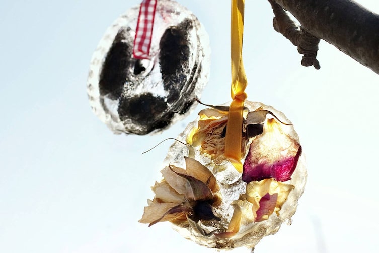 Eisringe mit den eingefrorenen Blüten, Servus