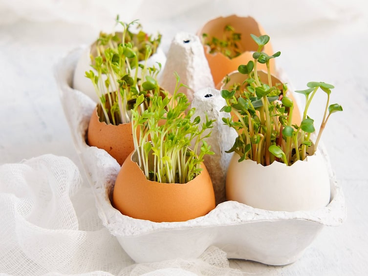 Kresse, Kresse züchten, Kresse pflanzen, Kresse anpflanzen