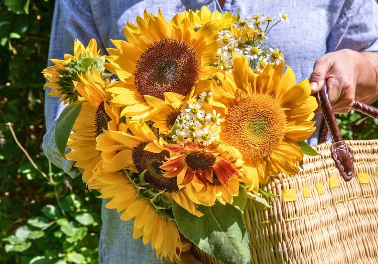 Sonnenblumen, Strauß mit Kamille im Schilftasche, Servus