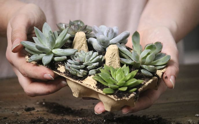 Deko, Sukkulenten, Eierkarton