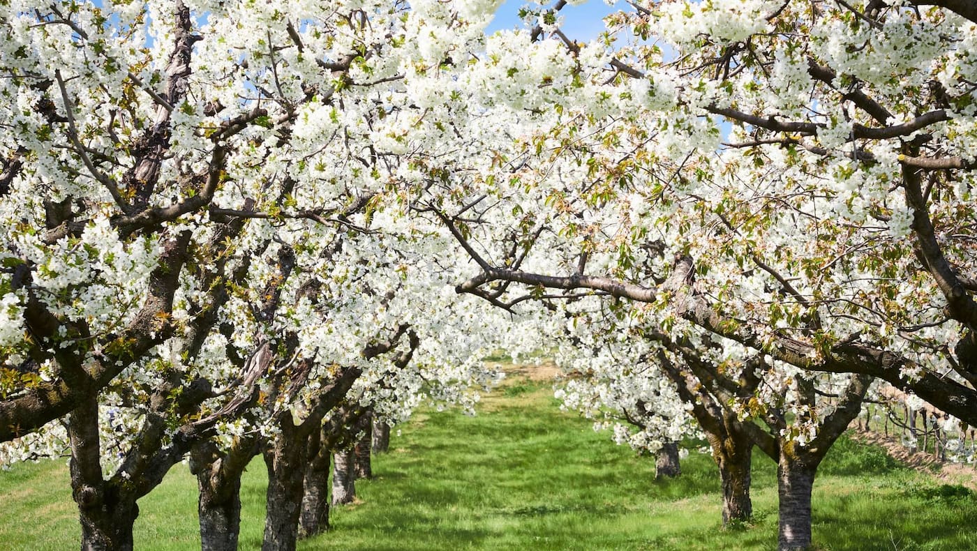 Kirschbäume in voller Blüte