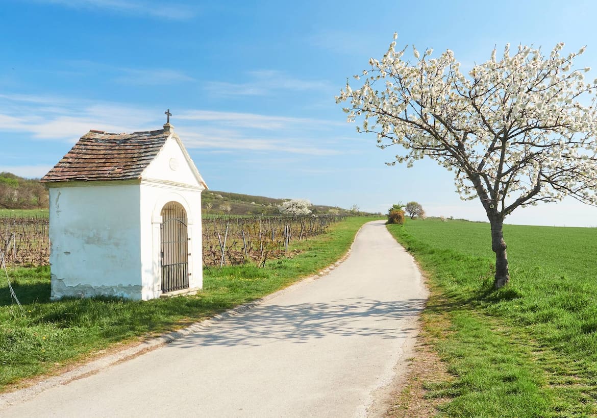 Kapelle und Kirschbaum am Kirschenradweg Purbach