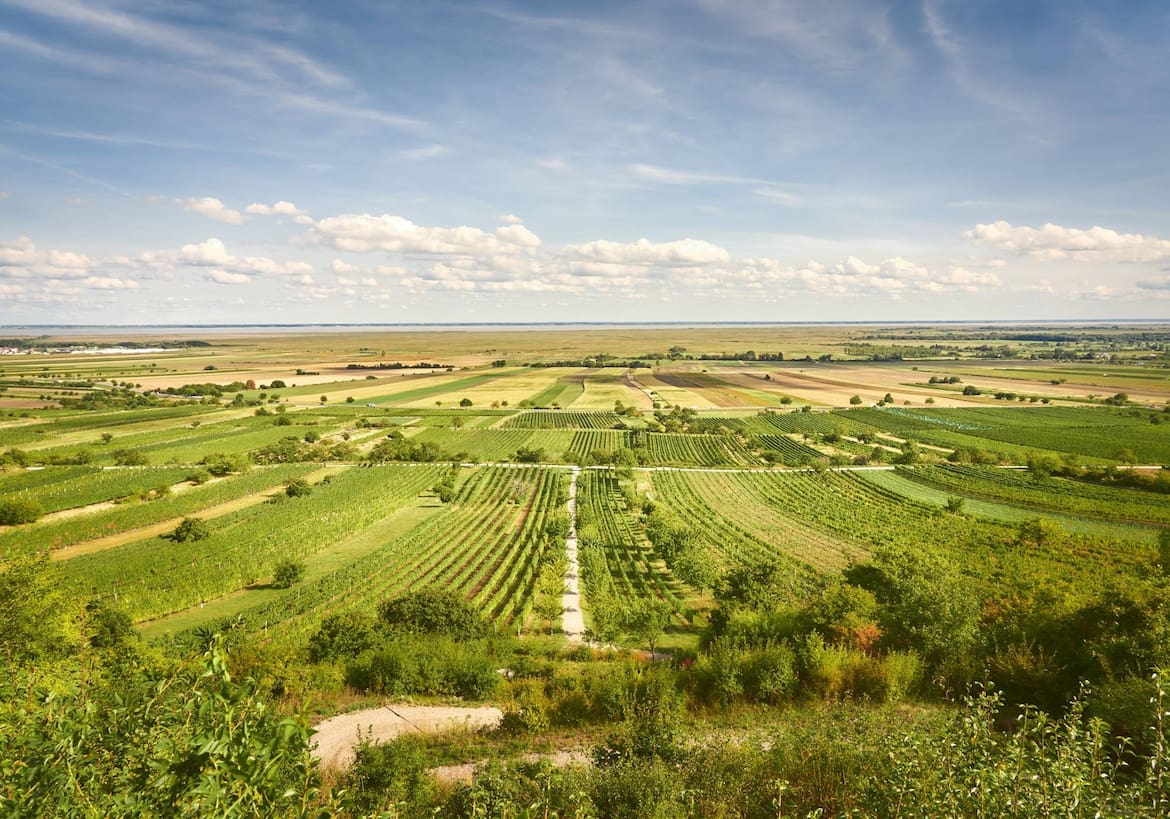 Aussicht auf Weingärten im Nordburgenland