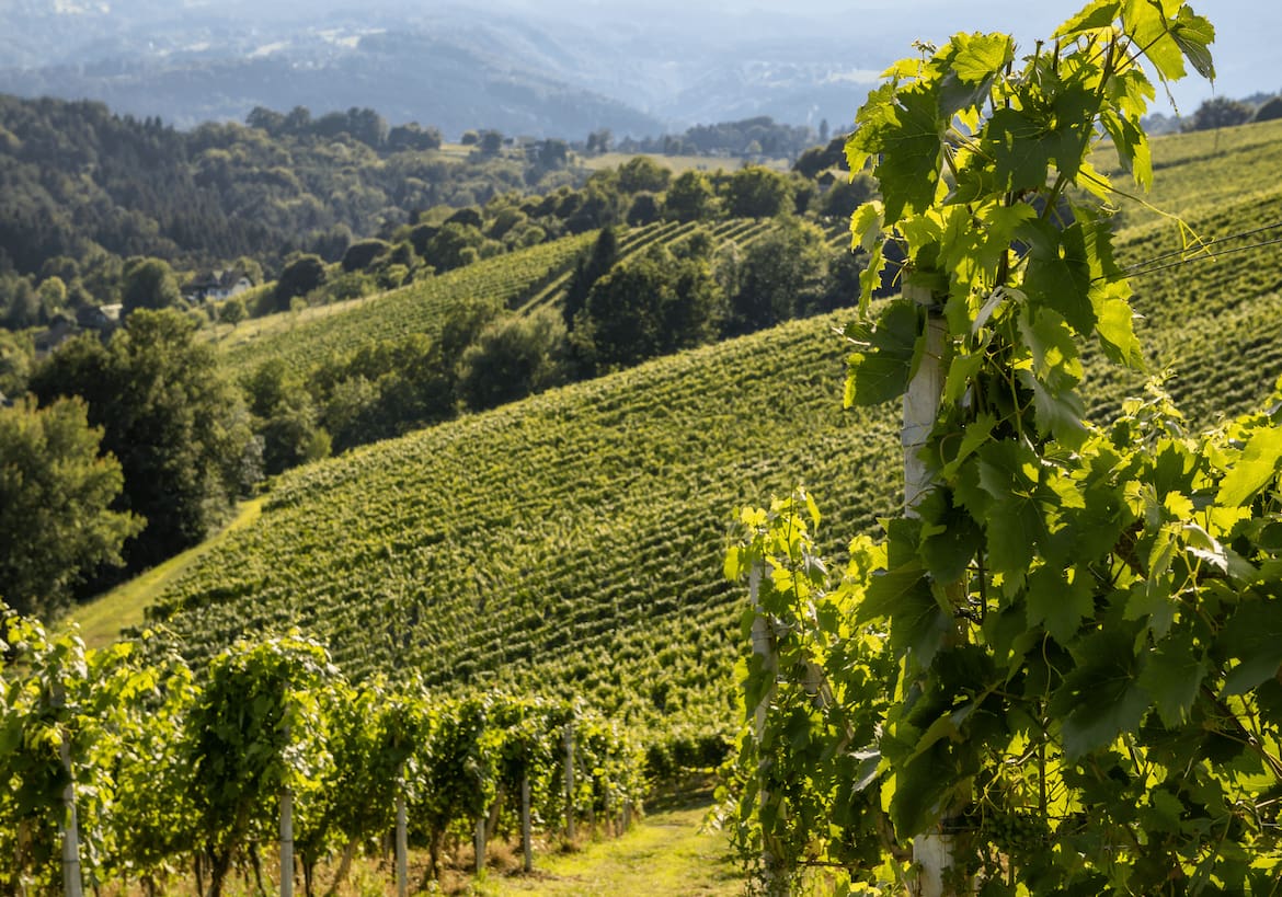 Zwischen sanften Hügeln wächst hier, was die Region ausmacht.