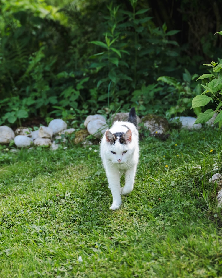 Katze in Natur.