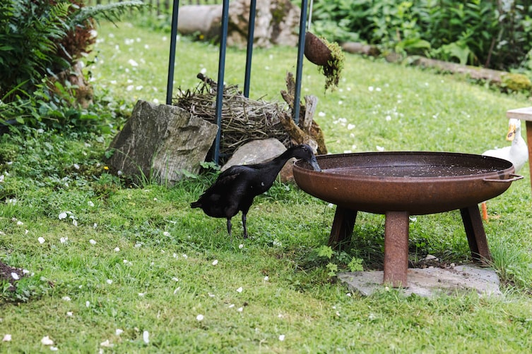 Hausente in der Naturwerkstätte.