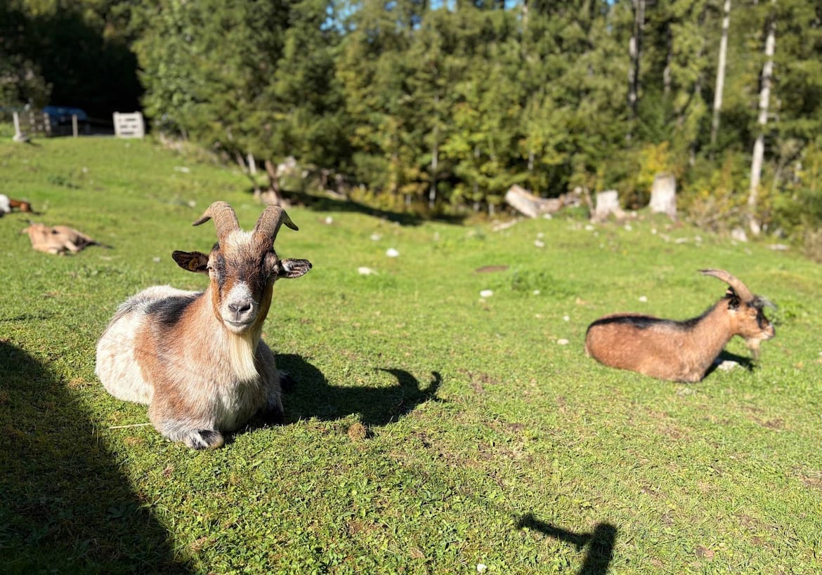 Ziegen auf der Moaralm