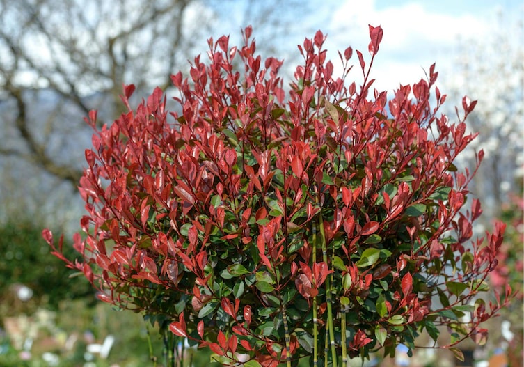 Photinia fraseri „Dicker Toni“, Servus-Gartengewinnspiel, Solitärpflanzen