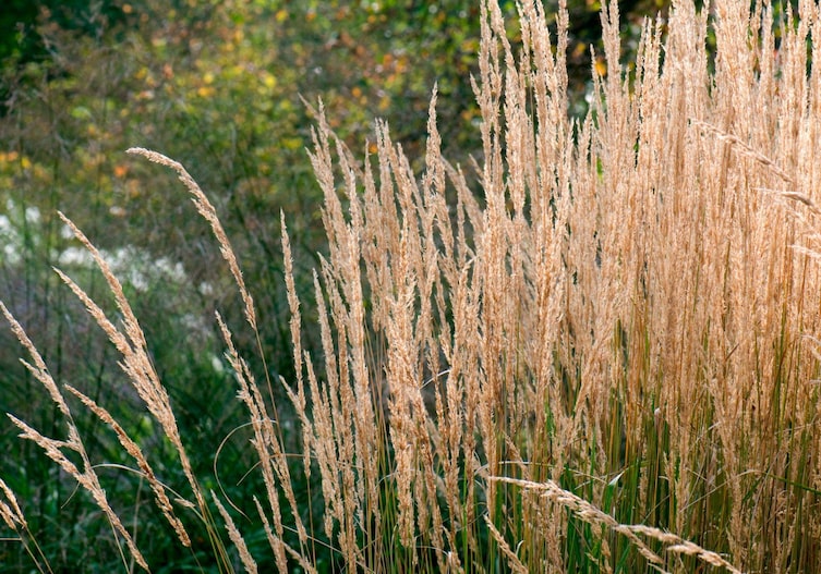 Calamagrostis acutiflora „Karl Foerster“ (Reitgras)