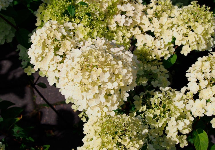 Hydrangea paniculata „Bobo“ (Zwerg-Rispenhortensie)