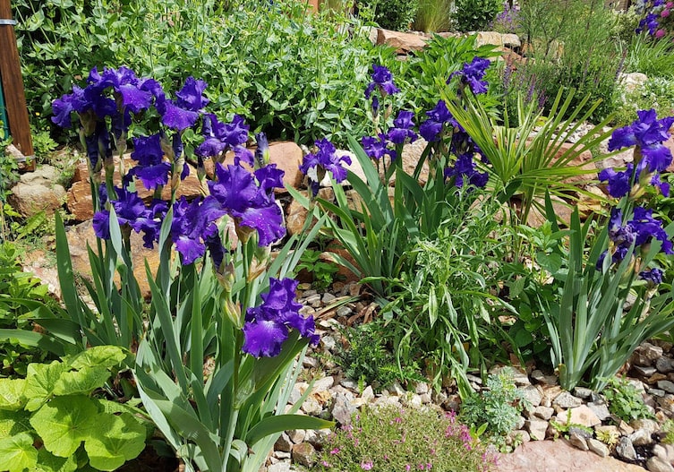 Iris barbata-elatior 'Dracula's Kiss' (Hohe Schwertlilie), Staudensorten, Gartenwissen