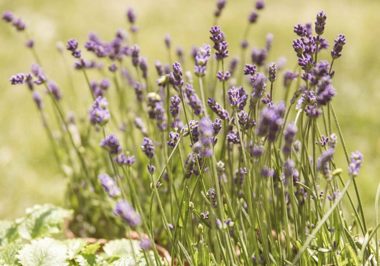Lavandula angustifolia „Hidcote Blue“ (Lavendel), Stauden, Gartenwissen