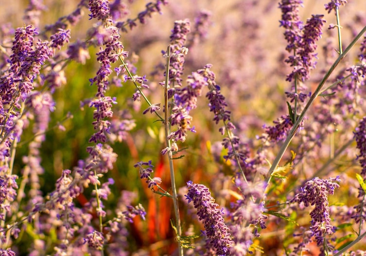 Perovskia „Lacey Blue“ (Zwerg-Blauraute), Staudensorten, Gartenwissen