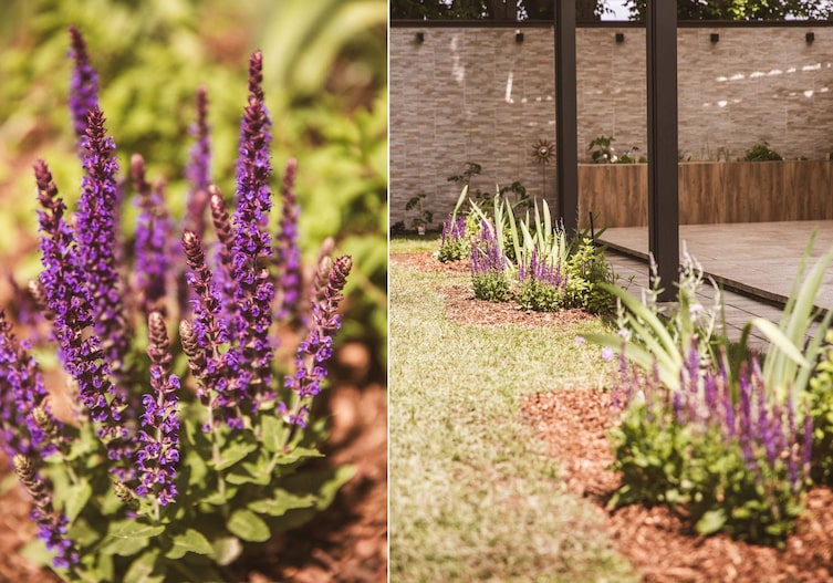 Salvia nemorosa „Ostfriesland“ (Gartensalbei), Staudensorten, Gartenwissen