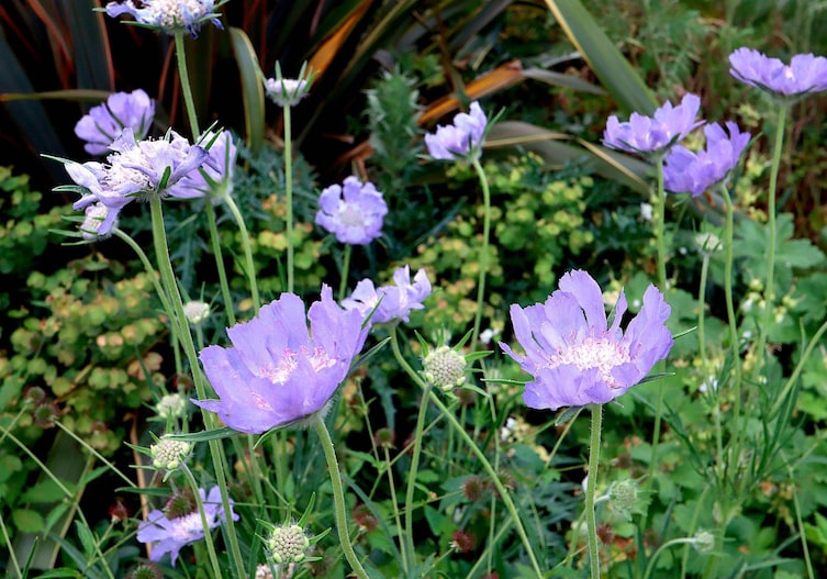 Scabiosa caucasica „Perfecta“, Staudensorten, Gartenwissen