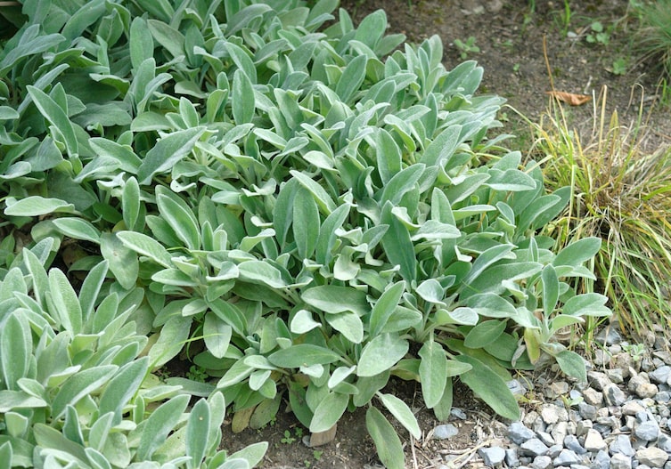 Stachys byzantina 'Silver Carpet' (Teppich-Wollziest), Staudensorten, Gartenwissen