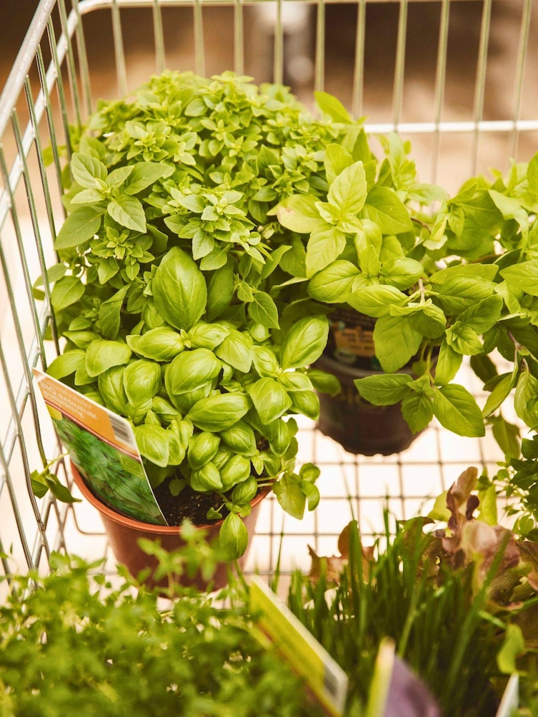 Basilikumpflanzen in einem Einkaufswagen im Starkl Gartencenter