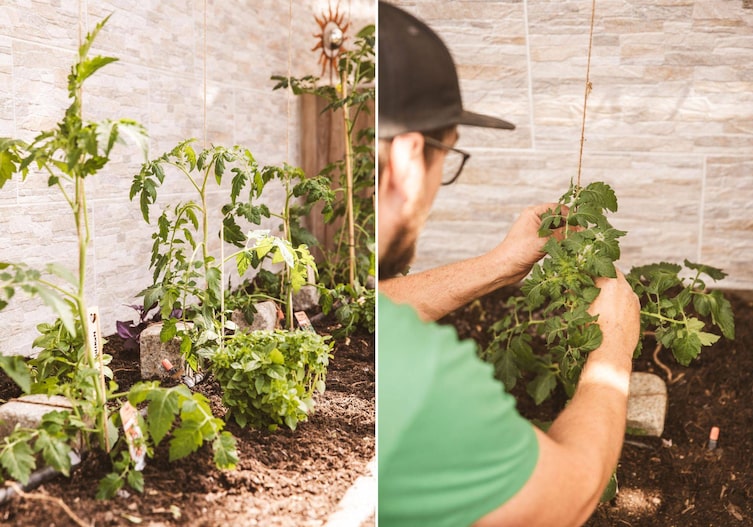 Setzen von Tomatenpflanzen; entlang einer Juteschnur geführt