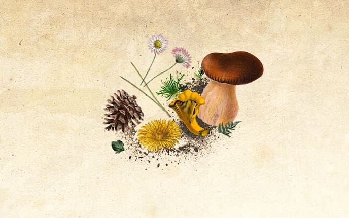 Plant, Fungus, Mushroom