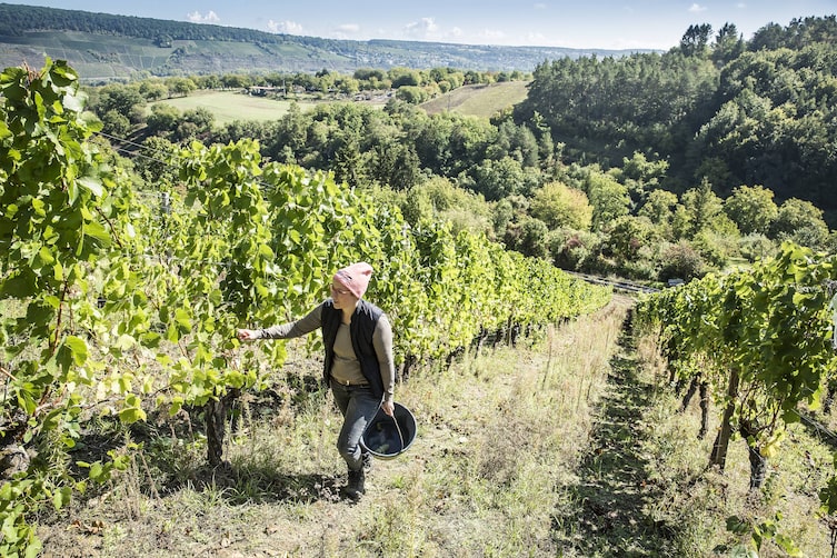 Jungwinzerin Ilonka Scheuring zwischen den Weinreben.