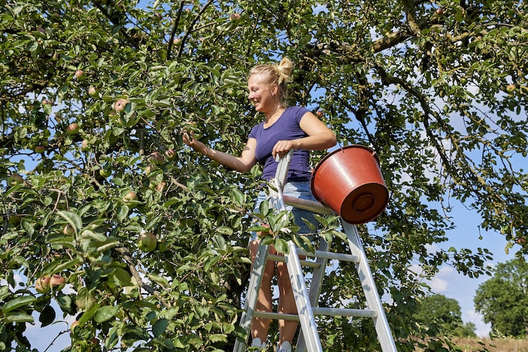 Franziska Bischof bei der Ernte der prallen Apfelvielfalt.