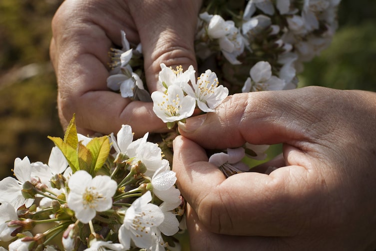 Eine weiße Kirschblüte in den Händen von Roland Schmitt.