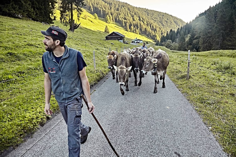 Armin Kling geht gemeinsam mit seinen Kühen auf einer Straße entlang.