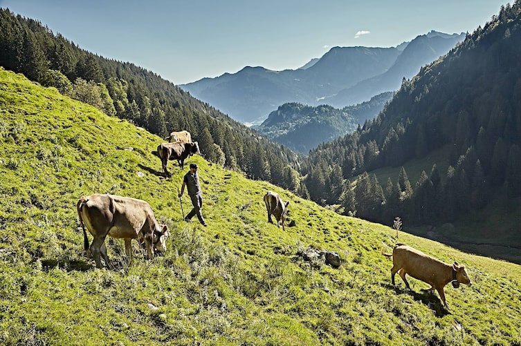Der Bergbauer Armin Kling beim Viehauftrieb auf einer Kuhweide.