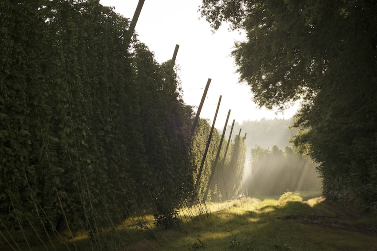 Hopfenreben im Sonnenlicht.