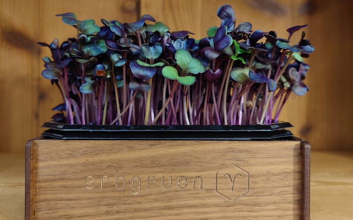Microgreens und Sprossen von erbgruen.