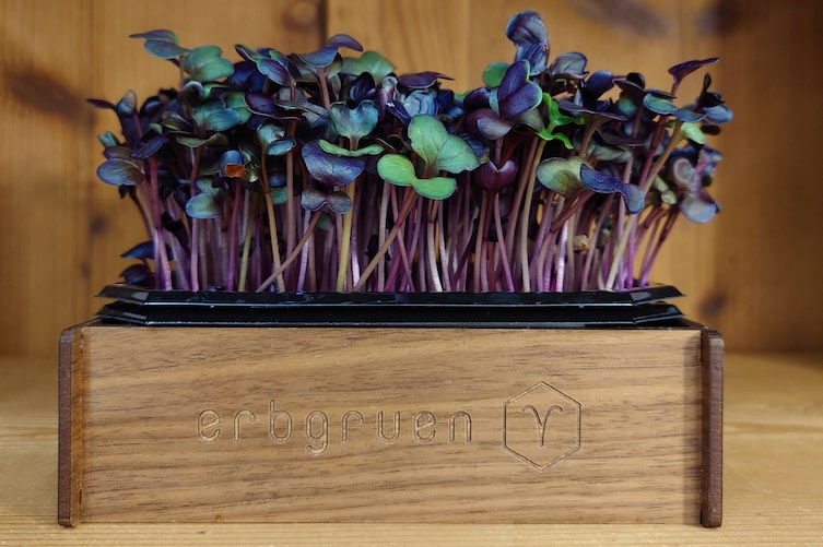 Microgreens und Sprossen von erbgruen.