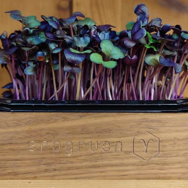 Microgreens und Sprossen von erbgruen.