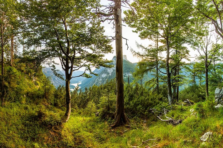 Panoramasicht in Ruhpolding