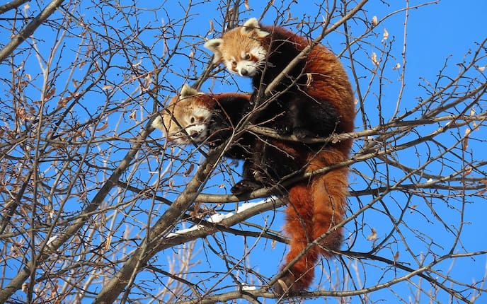 Zwei Rote Panda Jungtiere sitzen auf kahlen Ästen eines Baumes.