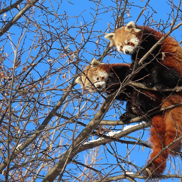 Zwei Rote Panda Jungtiere sitzen auf kahlen Ästen eines Baumes.