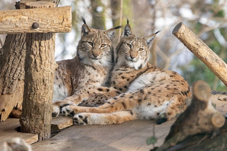 Zwei Luchse sitzen in einer Holzvorrichtung auf einem Baum nebeneinander.