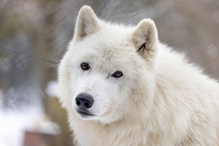 Zu sehen ist der Kopf eines Polarwolfs, welcher in Richtung der Kamera sieht.