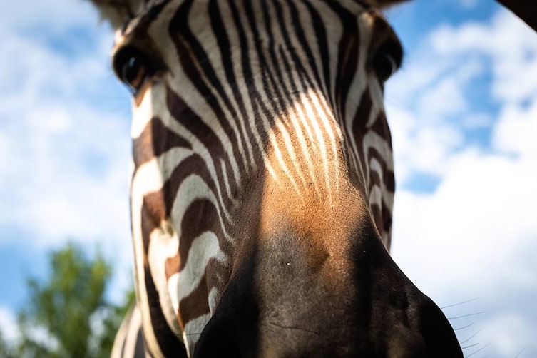 Zu sehen ist die Schnauze eines Zebras in Nahaufnahme.